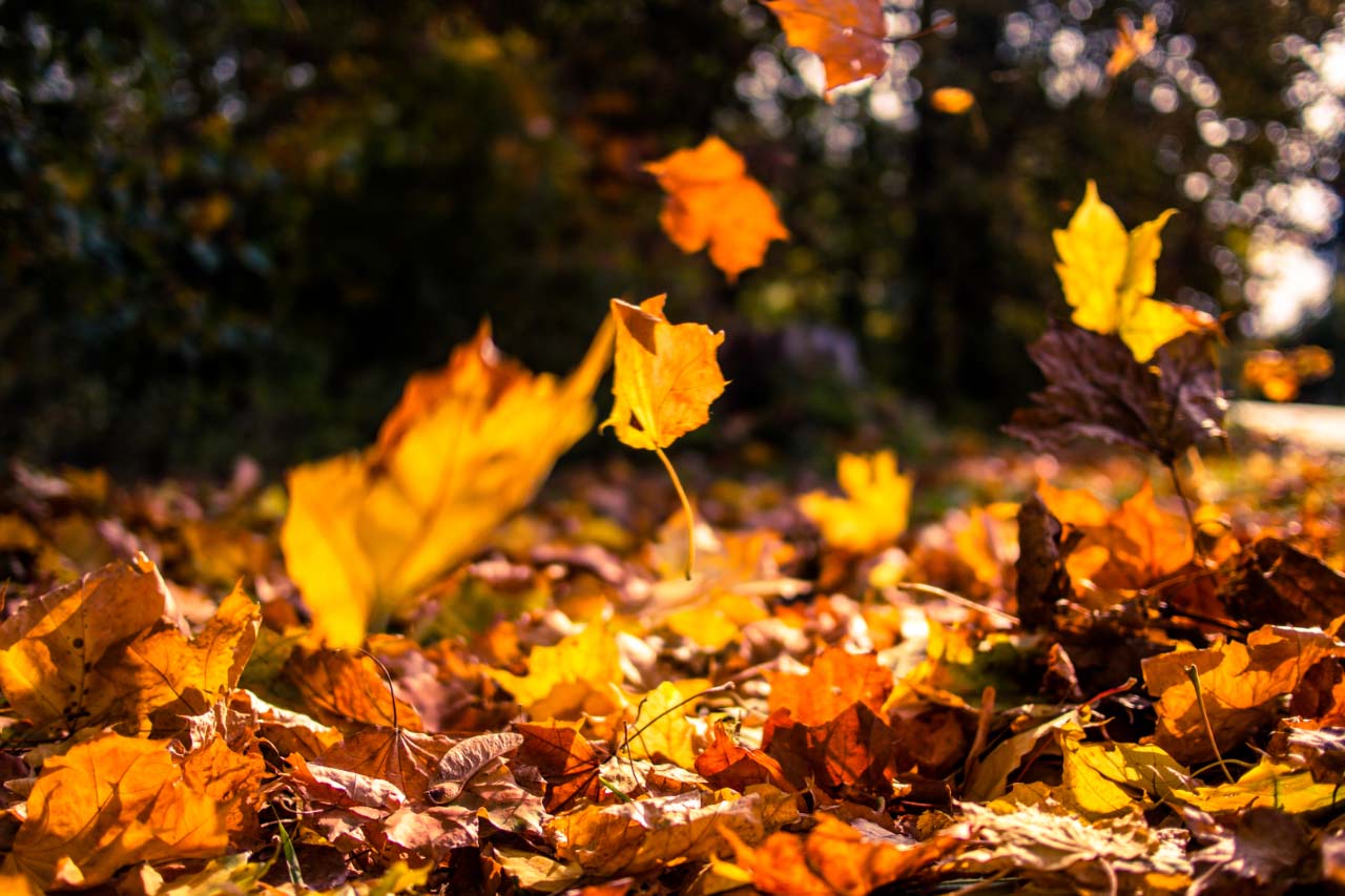 leaves-falling